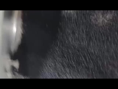 Masterbatch de Dessecante Negro Masterbatch de Desespumante